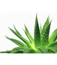 aloe-vera-2